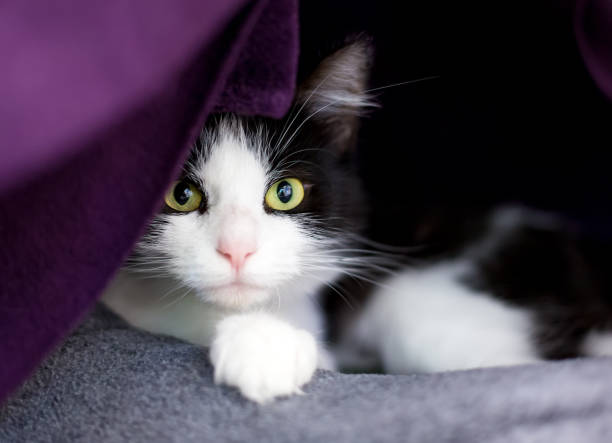 A shy black and white shorthair cat A shy black and white shorthair cat peeking out from behind a blanket tuxedo cat stock pictures, royalty-free photos & images