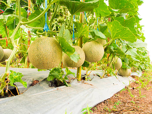 istock Melons farm at Korkret , Thailand 174489312