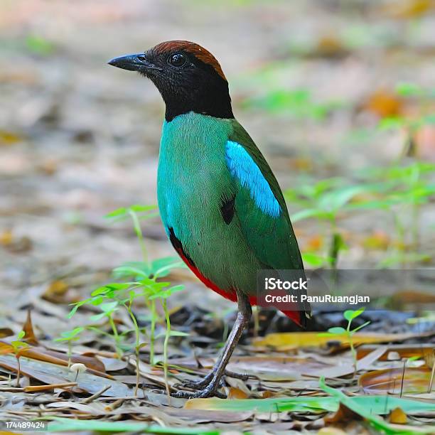 Pitta Mit Kapuze Stockfoto und mehr Bilder von Asien - Asien, Bunt - Farbton, Farbbild