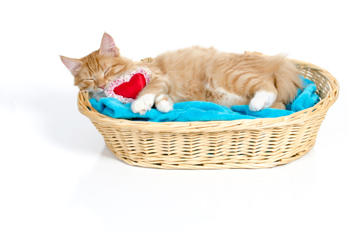 Cute ginger kitten napping with a little heart shaped pillow.