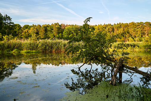 broken tree on the lake shore and deciduous forest during summer, Poland