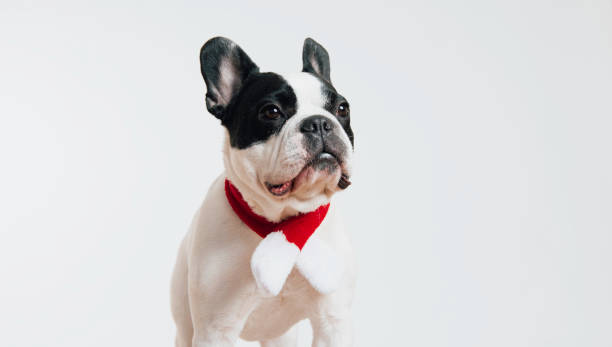 Merry Christmas and Happy New Year. Charming puppy and festive costume. Dog smile. Close-up, studio shot. Congratulations for family, friends and colleagues. Pets care concept