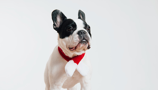 French Bulldog with necktie on white background.