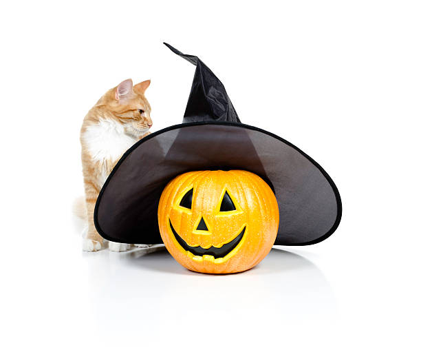 amarelo avermelhado claro com witchy jack-o-lantern - halloween color image horizontal side view imagens e fotografias de stock