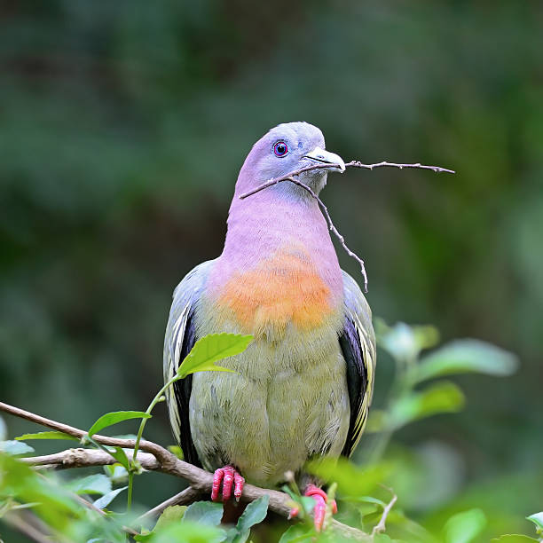 istock male Pink-necked Green-Pigeon 174489707