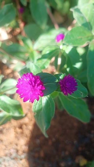 Gomphrena globosa, commonly known as globe amaranth, is an edible plant from the family Amaranthaceae. The round-shaped flower inflorescences are a visually dominant feature and cultivars have been propagated to exhibit shades of magenta, purple, red, orange, white, pink, and lilac.