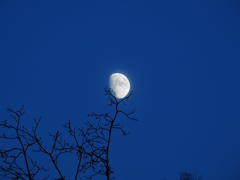 Ağaçtaki Ay