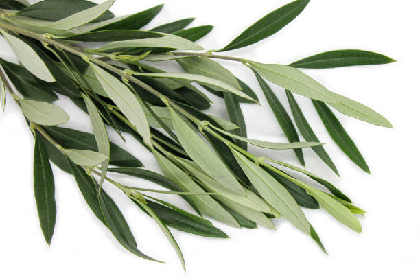 istock Fresh olive branch on white background close up. 1744902235