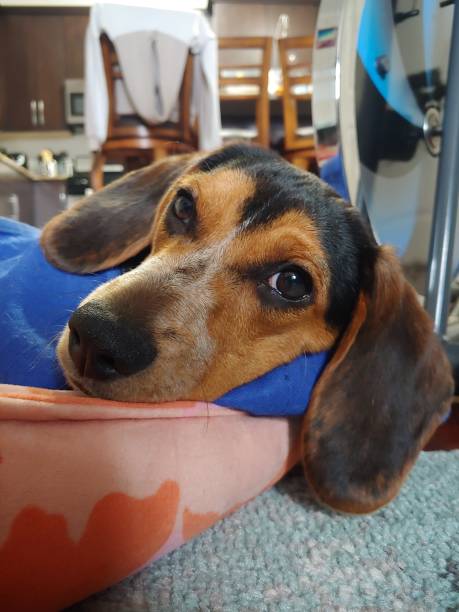 istock Young Beagle Laying On Bed in Living Room with Protective Cone after Surgery 1744902269