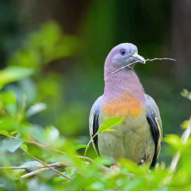 istock male Pink-necked Green-Pigeon 174491236