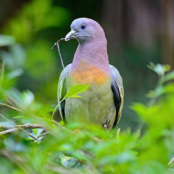 istock male Pink-necked Green-Pigeon 174491237