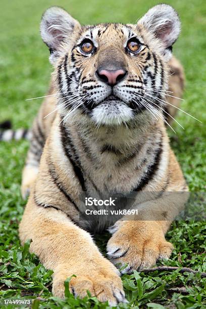 Młody Tiger - zdjęcia stockowe i więcej obrazów Dzikie zwierzęta - Dzikie zwierzęta, Egzotyka, Fajny