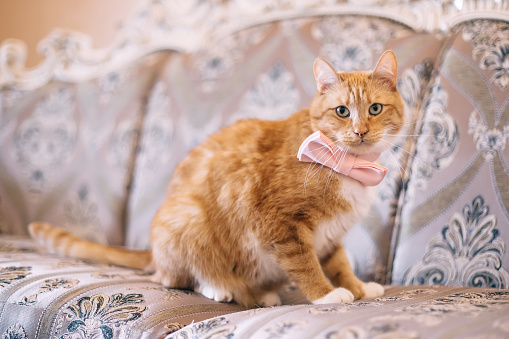 red-haired cat with a bow tie sits on the couch and looks into the camera.