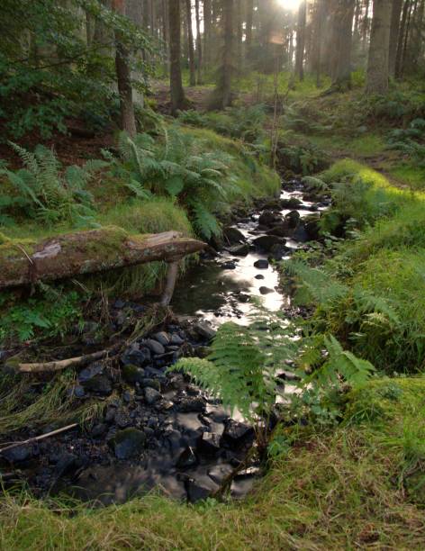 istock Stream of water in Scottish forest 1744920613