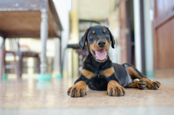 이 도베르만 핀셔, - security alertness canine pets 뉴스 사진 이미지