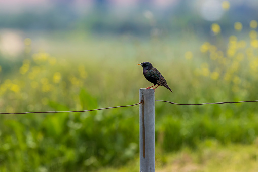Photograph of a small black bird standing on a grey steel fence post in an agricultural field in the sunshine