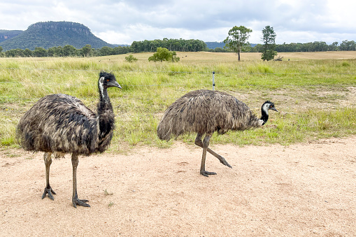 Photograph of  two large Emus walking on a dirt track near a fence in the Central Tablelands in New South Wales in Australia