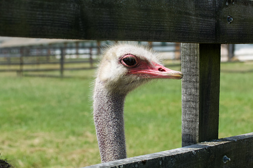 The head of an ostrich among the boards of a wooden fence. Close-up.