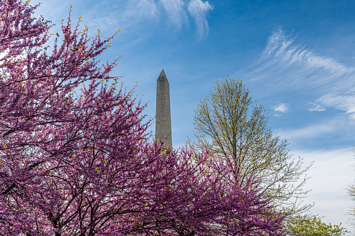 Washington monument on the National Mall in Washington, D.C, USA and Cherry blossom trees in spring,