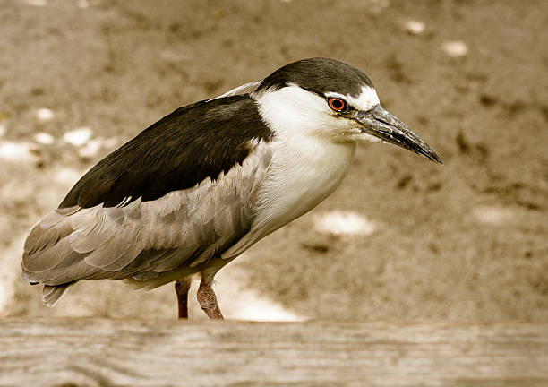 Swamp Bird stock photo