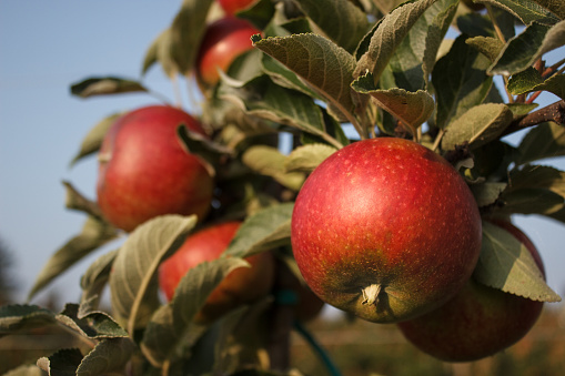 Apples growing in a valley in southern Sweden. The apple orchard is located next to the second largest lake in Sweden. The apples grow with help of a sea breeze. Idyllic setting and an abundance of apples.