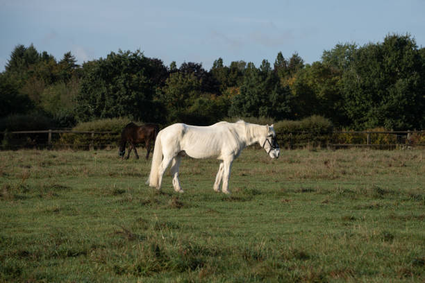 istock white Gray horse on a green pasture 1744950125