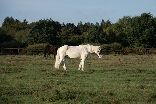 Grazing white horse on a green meadow
