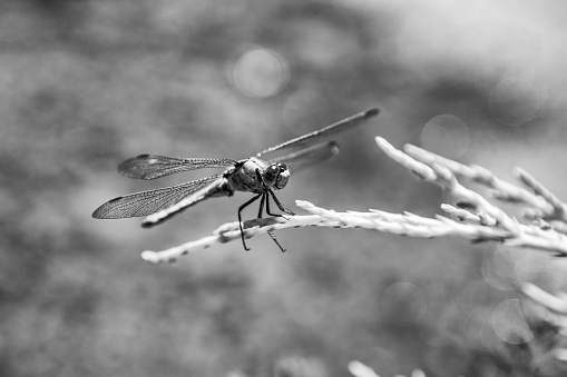 A dragonfly balancing on a leaf. Black and white view