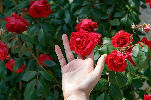 Close up of hands collecting rose in rose field in the valley of Guneykent, Isparta, Turkey