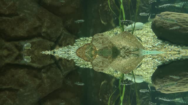 Fantasy fish in aquarium, mirrored in 4K resolution