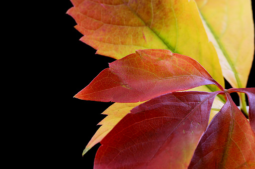 autumn leaves on a black background.Still life photography