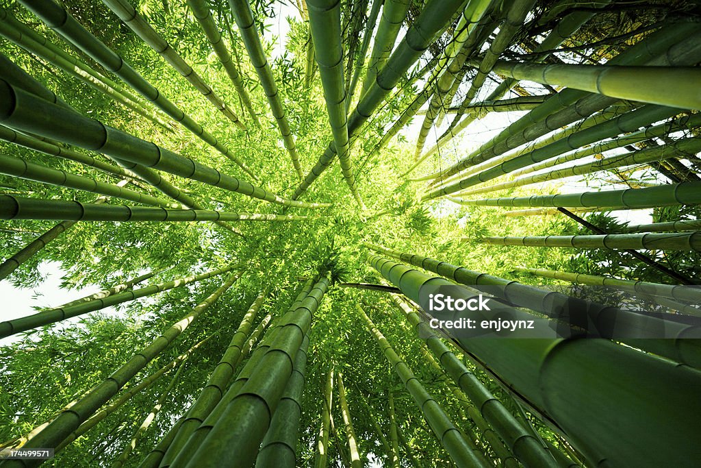 Naturaleza de los árboles de bambú - Foto de stock de Bambú - Familia de la Hierba libre de derechos