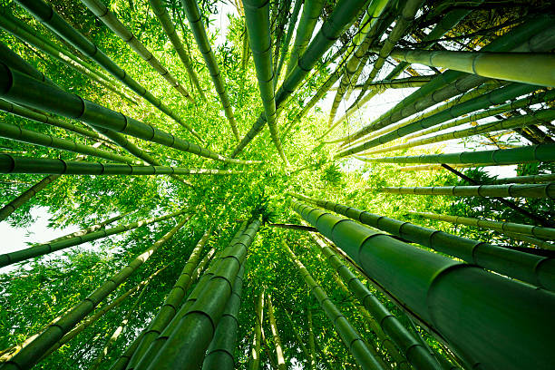 naturaleza de los árboles de bambú - tree bamboo tall japanese culture fotografías e imágenes de stock