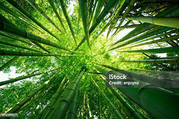 Naturaleza De Los Árboles De Bambú Foto de stock y más banco de imágenes de Bambú - Familia de la Hierba - Bambú - Familia de la Hierba, Bambú - Material, Selva Tropical