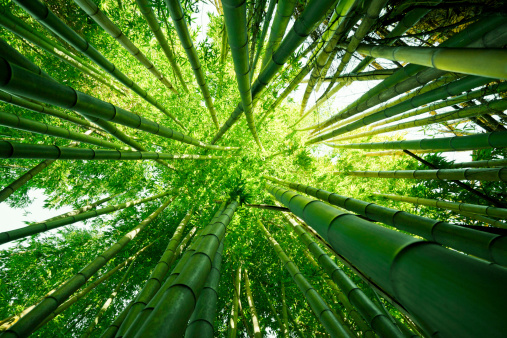 Looking up through the bamboo trees