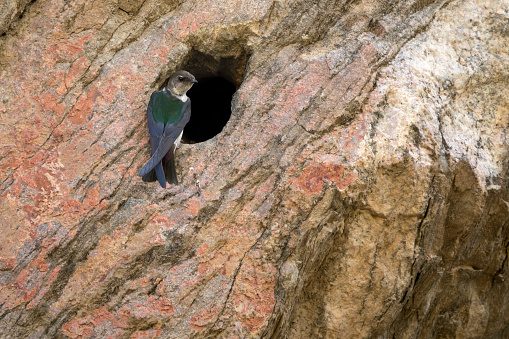 Perched on a cliff face at an old dynamite drill hole made in the 1870s during railroad construction, a young swallow looks out from his convenient nest site in Waterton Canyon, Littleton, Colorado.