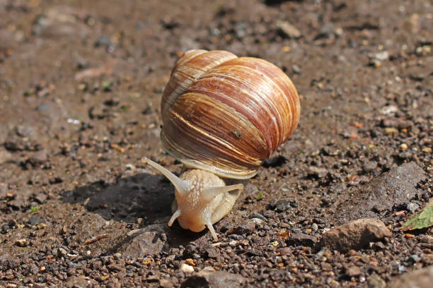 istock Escargot de Bourgogne - Edible snail (Helix pomatia). 1745017035