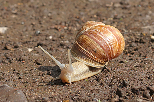 05 august 2023, Yutz Cité, Yutz, Thionville Portes de France, Moselle, Lorraine, Grand Est, France. It's summer. Between two pastures, an Edible snail crawls on a dirt road still damp from the night. The snail advances slowly, antennae well erect. Its shell is brown with lighter stripes. Its skin has a rather grainy texture.