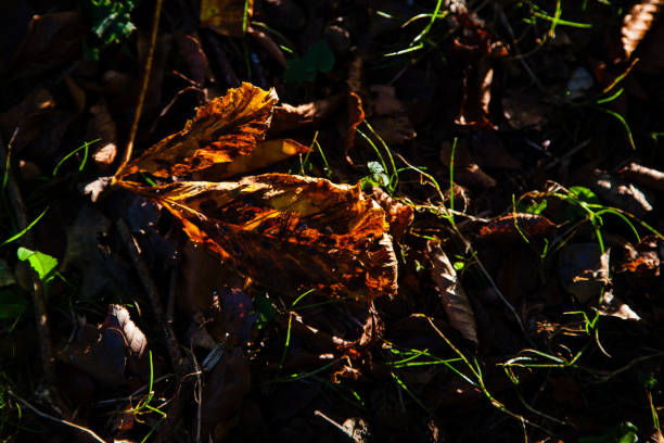 October 8, 2023: Close-up shot of a few withered and decayed leaves from a Beech tree lying on the forest floor. Lit by the low sun, they are in amazing colors almost as glowing like embers in a fire. Nature can be very beautiful and surprising!