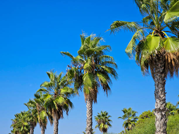istock Straight line of palm trees against blue sky 1745020965