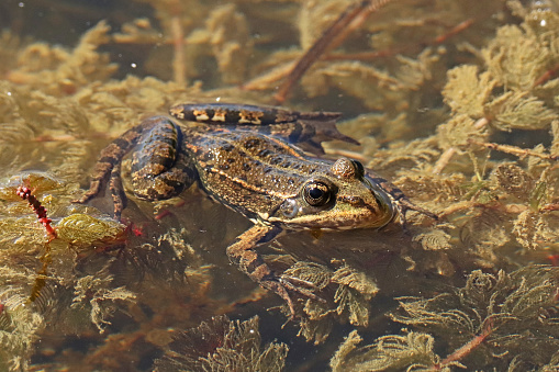 11 august 2023, Basse Yutz, Yutz, Thionville Portes de France, Moselle, Lorraine, Grand Est, France. It's summer. In a public park, at the edge of the body of water, a Marsh frog floats motionless on the surface. It is a brown frog with lighter stripes on its sides and darker spots. The transparency of the water reveals the aquatic plants under the amphibian. She is on the lookout, waiting for prey to come within reach.