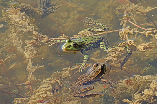 11 august 2023, Basse Yutz, Yutz, Thionville Portes de France, Moselle, Lorraine, Grand Est, France. It's summer. In a public park, on the surface of the pond, two Marsh frogs are side by side on the water surface. There is one rather green frog, the other rather brownish, but they are the same species. The frogs warm up in the sun and are on the lookout for an insect that might pass by.