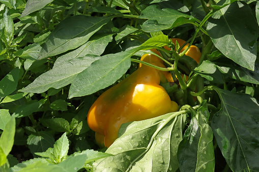 04 august 2023, Basse Yutz, Yutz, Thionville Portes de France, Moselle, Lorraine, Grand Est, France. It's summer. In the home's vegetable garden, close-up of the fruit of a Bell pepper. A little hidden by the foliage of the plant, the fruit of Bell pepper is large, yellow, it is ripe, ready to be picked.