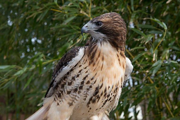 red tail hawk stock photo