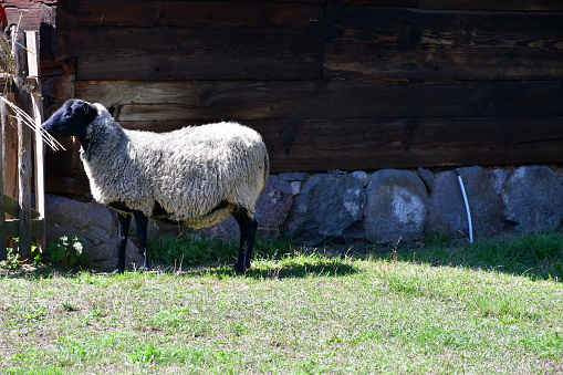 A close up on a big wooly sheep or ram grazing, looking for food, and eating some hay spotted next to an old wooden house with stone foundations located next to a paddock seen on a sunny summer day