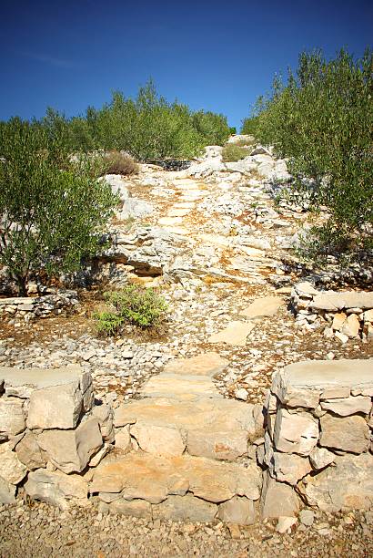 istock Rocky path in olive grove, Croatia Dalmatia 174503785