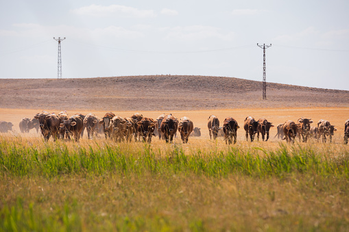 Cattle in a field on a bright and sunny day.