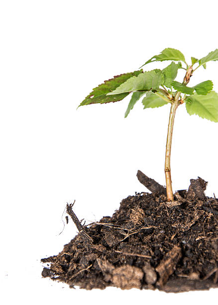 istock Seedling in a heap of earth 174504524