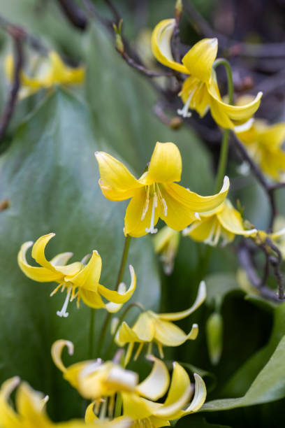 Siberian Kandyk, Erythronium revolutum Pagoda . High quality photo