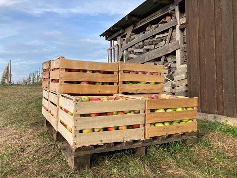 Harvest of red and green apples in ten wooden crates on a German farm, standing on a pallet on green grass near a woodshed. Close-up. Horizontal photo. Side view.